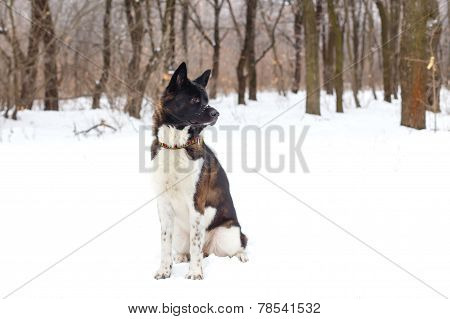 Akita Dog Breed With A Black Muzzle Winter In The Park