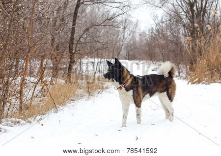 Akita Dog Breed With A Black Muzzle Winter In The Park
