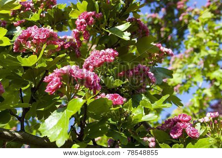 Bloosoming Pink Flowers Of Hawthorn Tree