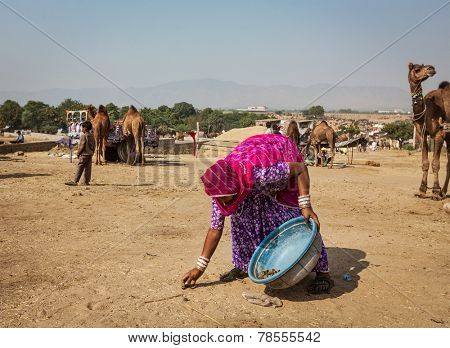 PUSHKAR, INDIA - NOVEMBER 20, 2012: Indian woman collects camel dung for fire fuel at Pushkar Mela -  annual 5 day camel and livestock fair one of the world largest camel fairs and tourist attraction