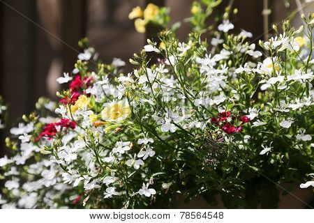 Mixed Spring Flowers