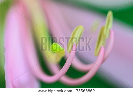 close up pollen of Purple Bauhinia on white background