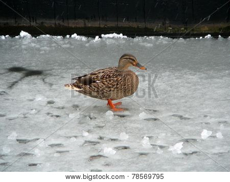Duck on ice