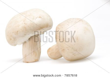 Champignon isoleret