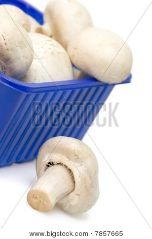 Svampe i blå plastikboks