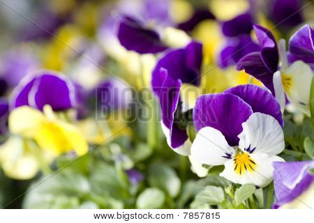 Pansies baggrund