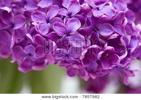 horizontale lila lilac