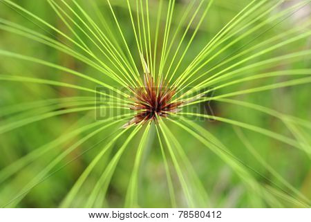 Macro Nature Background Shot Of Egyptian Papyrus