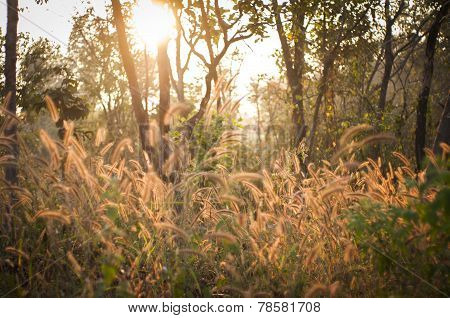 Poaceae, Grass Flower In Sun Light