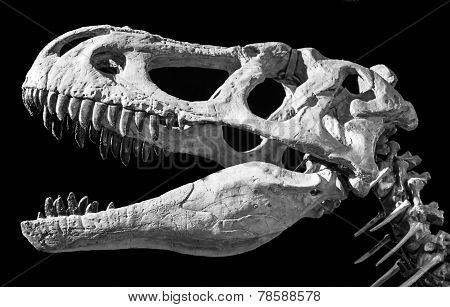 Dinosaur Skull