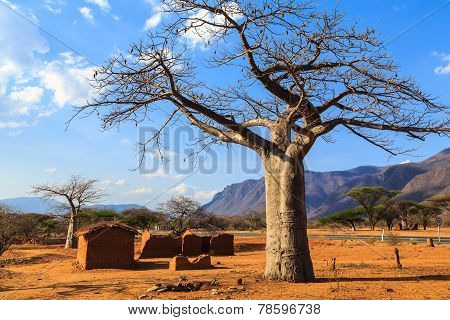 House Surrounded By Baobab Trees In Africa
