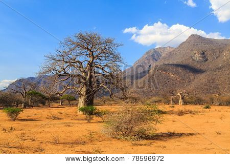 Baobab Trees In A Valley In Tanzania