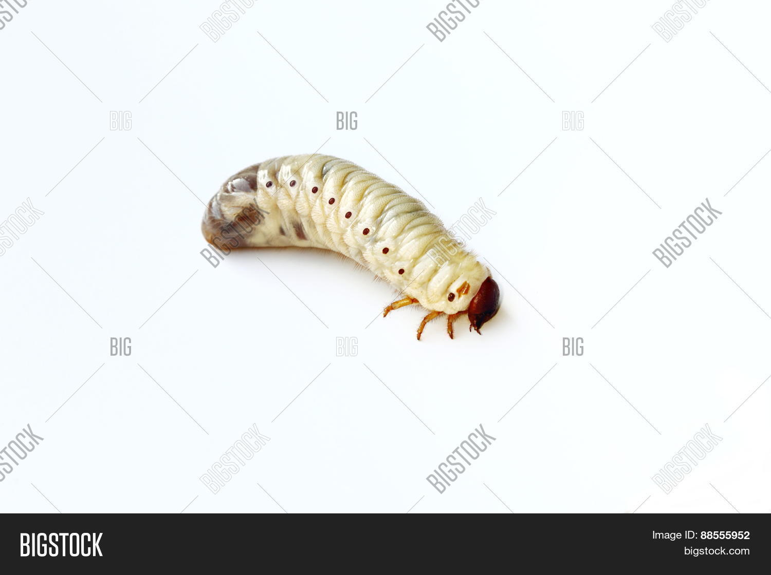 Image Preview
