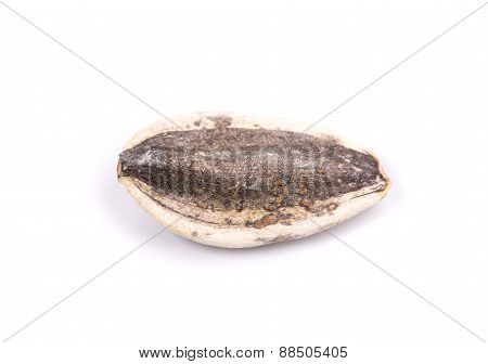 Black sunflower seed.