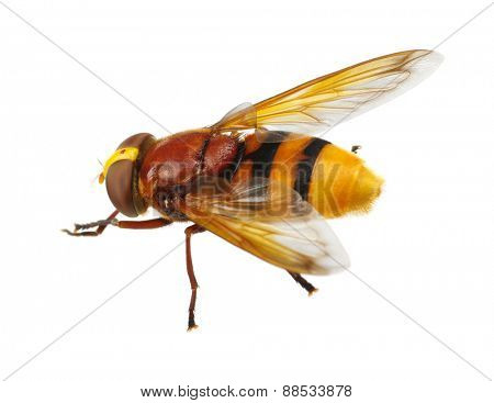 Horsefly isolated on white