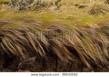 Beautiful landscape of the ecuadorian highlands nature scrublands