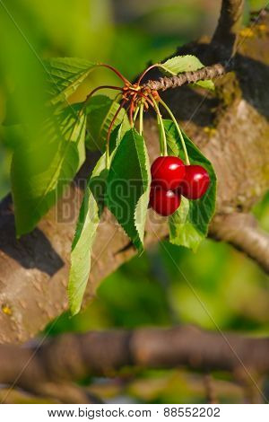 Cherry on the tree