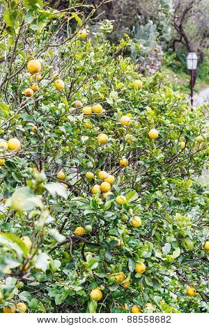 Lemons On Tree In Urban Park Of Savoca, Sicily