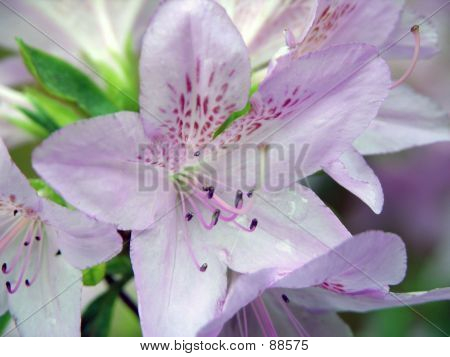 Bleg blomst 1