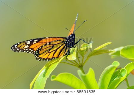 butterfly outdoor on flower (danaus (anosia) chrysippus)