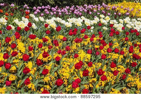 Flowers In St. James's Park In London