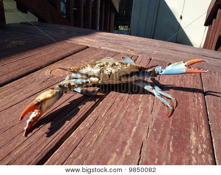 青のカニの戦い姿勢 2010年-