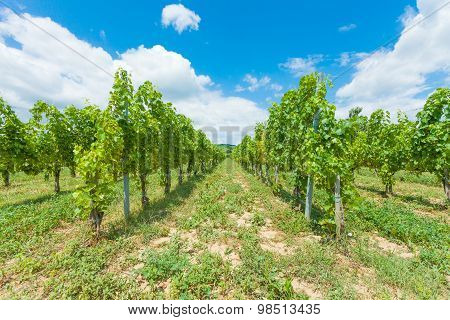 Growing Grapes