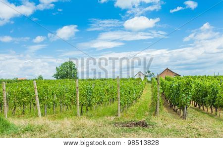 Grapevines And Winery