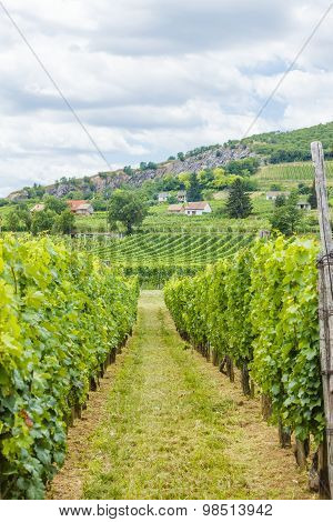 Industrial Grape Production
