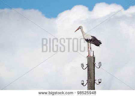 Big White Stork Against The Sky With Clouds