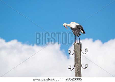 Big White Stork Against The Sky With Clouds