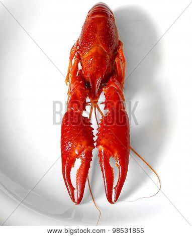 Crayfish Red Boiled European Austropotamobius Pallipes