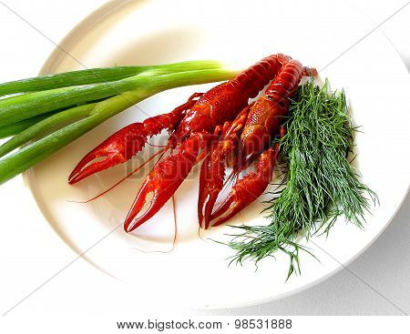 Crayfish Red Boiled European Austropotamobius Pallipes