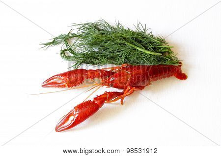 Crayfish Red Boiled European Austropotamobius Pallipes