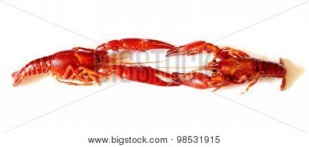 Fighting Two Crayfish Red European
