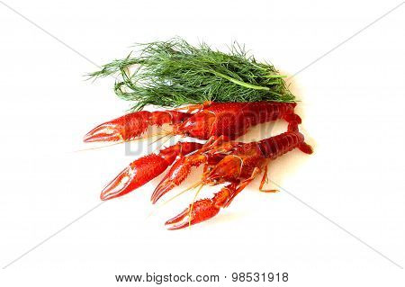 Crayfish Red Boiled European Austropotamobius Pallipes