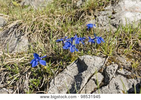 Spring Flowers