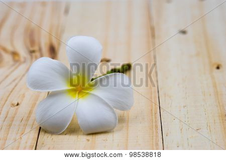Single white plumeria on wooden background.