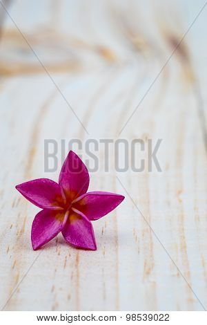 Single Pink Plumeria On Wood Floors.