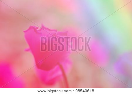 Beautiful Flowers Made With Color Filters, Soft Focus.