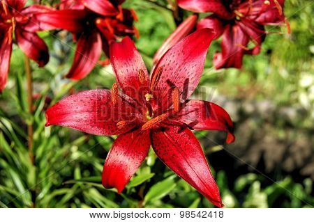 Red lily