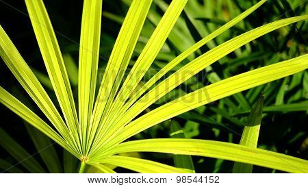 Huge Green Leaf Background