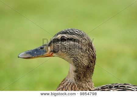 マガモ