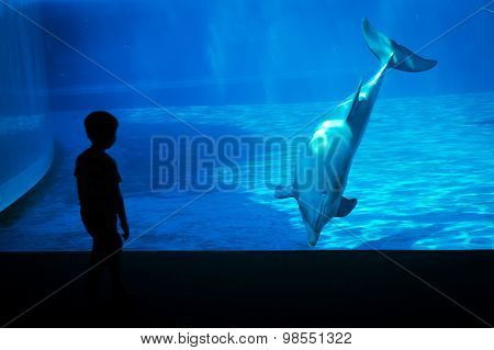 Little Boy In Front Of A Dolphin