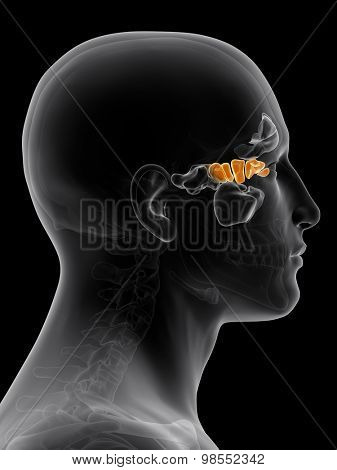 medically accurate illustration of the ethmoid sinus