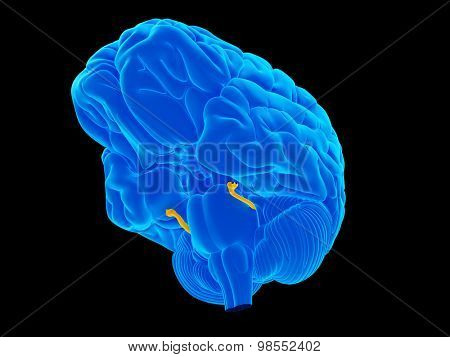 medically accurate illustration of the trigeminal nerve