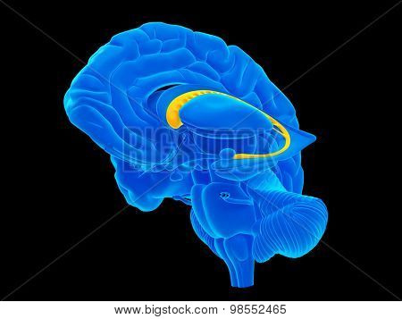 medically accurate illustration of the caudate nucleus