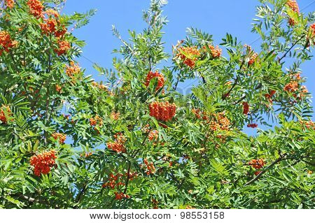 Rowan berries, Mountain ash (Sorbus)