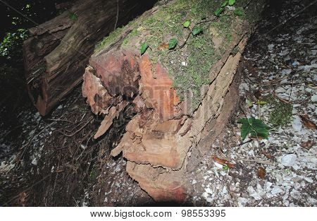 Yew tree felling