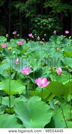 Pink Lotus with big leafs